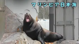 【マリンピア日本海】 今日も仲良しトド日和（260115）