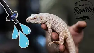 Automatic Reptile Drip System | Fresh Water ALL The Time!