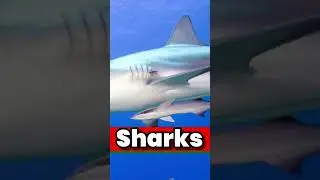 Did you know remora fish..