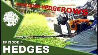 Hedges in Ireland - Native Irish hedges are the best!