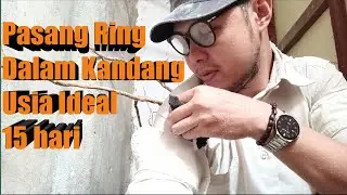 Usia 15 hari pasang ring‼️ trotol loloh induk‼️langsung masuk ke kandang‼️#TernakMuraiBatu #Trotol