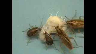 Maxforce&reg; Fusion Cockroach Gel with TLC (Total Life Cycle) Control Technology.