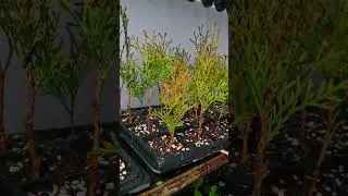 완전초짜농부 구독 삽목에서 제일중요한것은 역시 살균입니다 #황금사철 #에메랄드그린 #블루에로우 #플라밍고셀릭스 #조경수판매 #정원수 #주말농장 #포인트목 #화분묘 #포트묘 #추천수