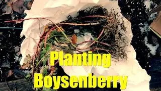 Planting Boysenberry