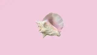 ⋆.ೃ࿔*: a sea shell playlist  (oceancore study vibe)