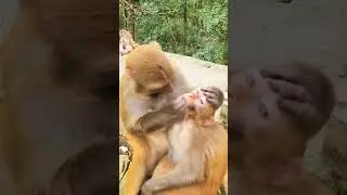 #funnyvideo #monkey #animal #youtubevideos
