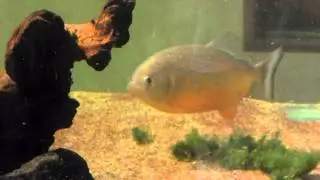 Wolf fish and piranha