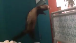 Slow Motion Ferret Jump!