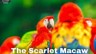 The Scarlet Macaw