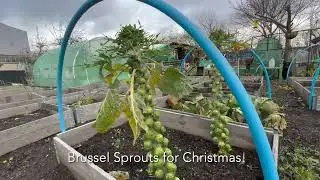 Greenwich Neighbourhood Growth Fund (GNGF) - Church Manor Way Allotment Society
