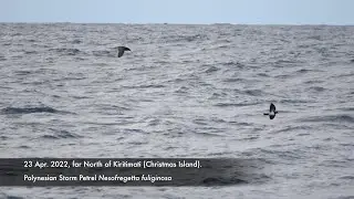 Polynesian Storm Petrel, 23 Apr. 2022, North of Kiritimati.