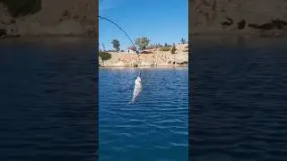 🎣 K&uuml;&ccedil;&uuml;k Balık&ccedil;ı Dev  Sinarit yakaladı!#kidsfishing#fishing#fishingvideo #fishinglife#balık#balık&ccedil;ı