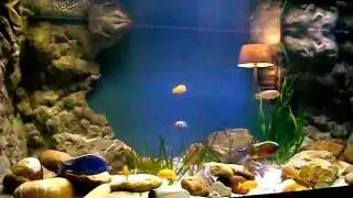 Malawi cichlids  580 US gallons ,Malawi cichliden  2200 liter