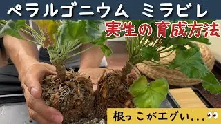 ペラルゴニウムミラビレ 実生の育て方