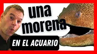 ¡Sorprendentes! Así son las morenas 🐠
