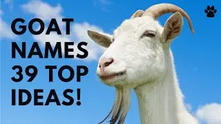 🐐 Goat Names 🌿 39 TOP 🌿 CUTE 🌿 TOP Boy & Girl Ideas | Names