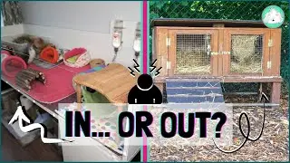 Why I Keep Guinea Pigs Indoors: Indoor Cages VS Outdoor Hutches?!