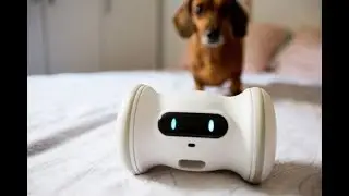Best Dog & Cat Toy in 2019