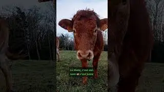 c'est juste son pr&eacute;nom 😂😂😂#shorts #mdr #rire#vaches