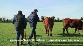BETTER farm Shane Gleeson update from Limerick