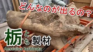 【栃（トチ）】何が出る？変わった形の栃を製材（製材）
