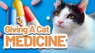 How To Give Medicine To Your Cat