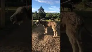 Donkey screaming