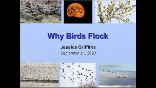 Why Birds Flock