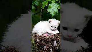 White Kitten Saves Newborn Birds in the Rain
