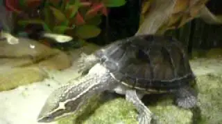 sternotherus odoratus ordinary life