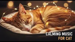 12 Hours of Deep Sleep Music for Cats with Storm Phobias 🙀 Calming Sounds for Anxiety & Relaxation
