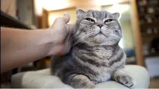 🤣&hearts;️ bobo cat diary🔥kucing lucu   kumpulan video kucing lucu di bobo cat diary #shorts#cats#kitten
