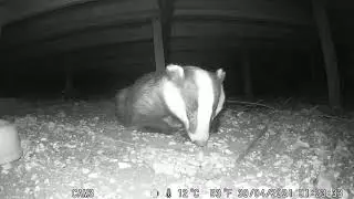 Cuddles gets more tired as the night progresses