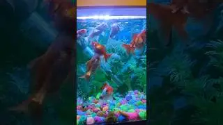 fish feeding time 😋#goldfish #goldfishtank #viralshorts