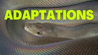 Olive Python Adaptations