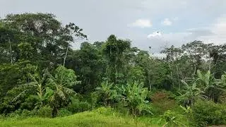 4K - 10min of rain in the Peruvian rainforest