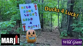Marji Gesick: Ducks 4 Luck