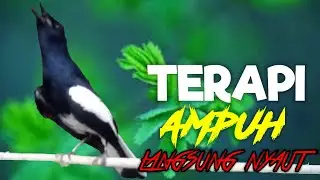 terapi kacer ngeplong ini ampuh memancing kacer apasaja supaya nyaut gacor!