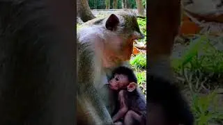 Adorable baby monkey Amina with mama  #Anna #monkeysr #cutebabyonkey #animals #omgvideovairl #Amina