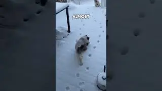 Cat Walking on Snow #shorts