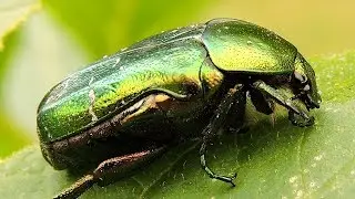 Kruszczyca złotawka, nie Kwietnica różówka / Cetonia aurata (rose chafer) not Protaetia metallica