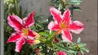 Live de hj sobre as Rosas do Deserto 