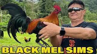 Melsims Black Trio Pure Duke Hulsey Lemon 84 - Bj Lunao Farm