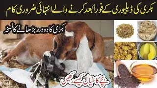 Delivery K Foran Bad Bakri Or Bachay Ki Khorak Kia Honi Chahye | Goat Farming Dost