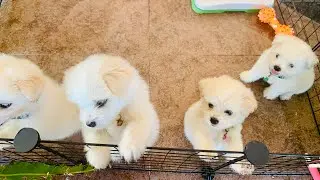 Journey of our 2 months old maltese x japanese spitz puppies