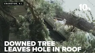 Tenants frustrated with downed trees; property management responds