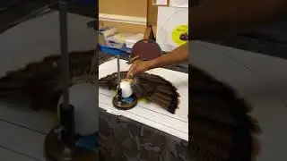 Ray Murphy's Original Tailevator by Birds Only Taxidermy