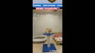 강아지분양💙고양이분양🔸️ 퍼피캣 대구경산점🔸️#강아지 #강아지분양 #대구강아지분양 #고양이 #고양이분양 #대구고양이분양 #애견분양 #대구애견분양 #라이브 #Live