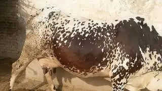 Watch fareezain coros cow for sale 22_6_2019 in Punjab Pakistan on YouTube