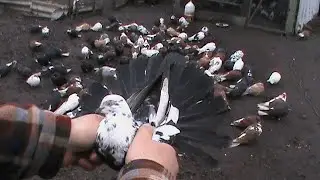 Николаевские голуби и обзор.